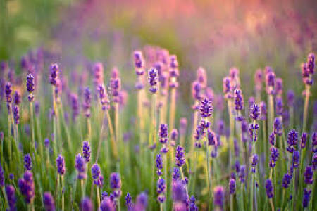 wild lavender