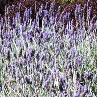 Image of Canadian French lavender