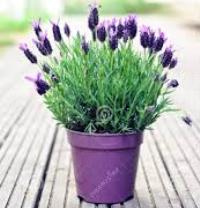 Image of Lavender Plant Product 1