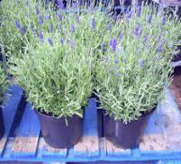 Image of Lavender Plant Product 2