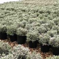 Image of Lavender Plant Product 3