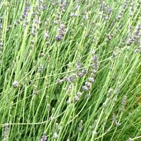 Image of Margeret Roborts lavender